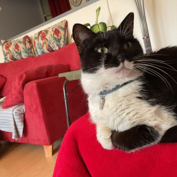 Maxi uit Zoetermeer zoekt een Kattenoppas