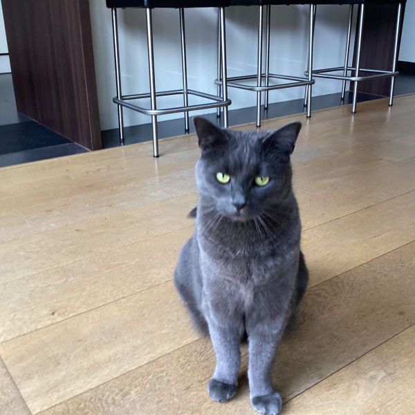 Boris uit Dronten zoekt een Kattenoppas