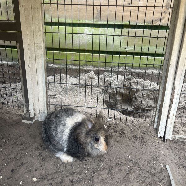 Bella uit Utrecht zoekt een Knaagdierenoppas