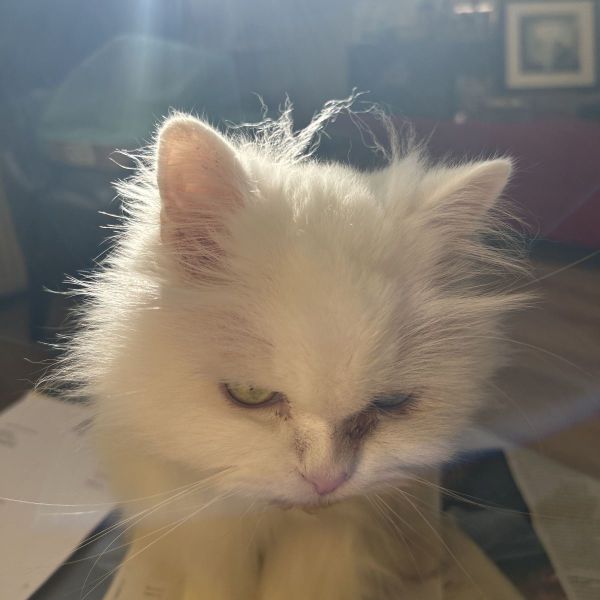 Bowie uit Zaandam zoekt een Kattenoppas