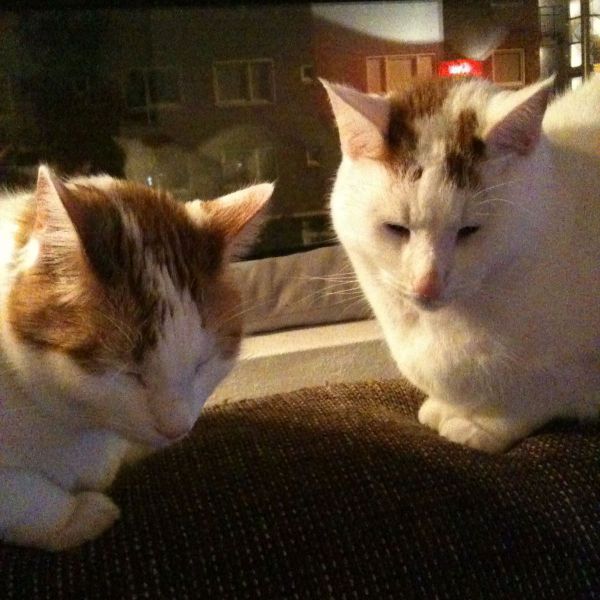 bas en billy uit Utrecht zoekt een Kattenoppas