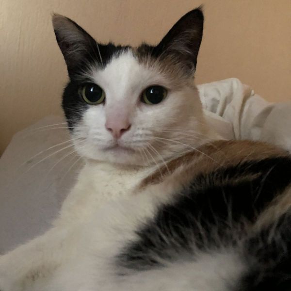 Chaya, Fayen uit Nootdorp zoekt een Kattenoppas