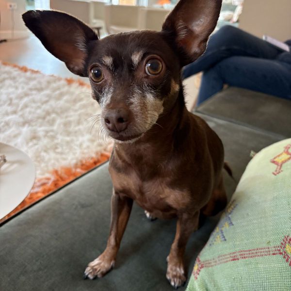 Pepper uit Vught zoekt een Hondenoppas