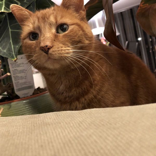 Buuf uit Alphen Aan Den Rijn zoekt een Kattenoppas