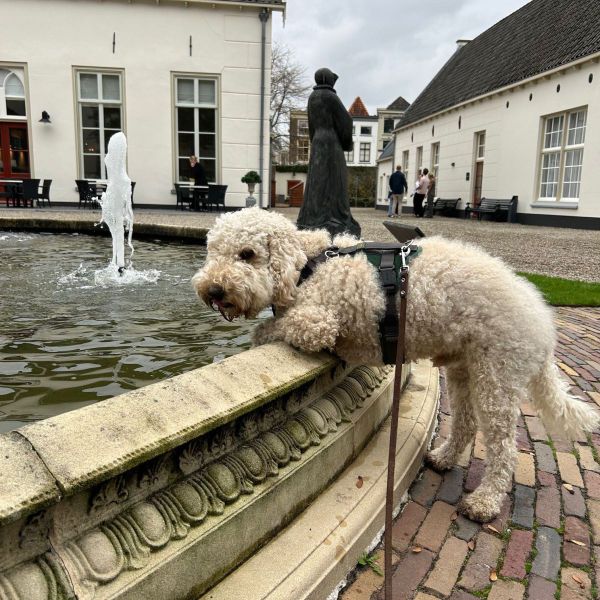 Paddy uit Utrecht zoekt een Hondenoppas