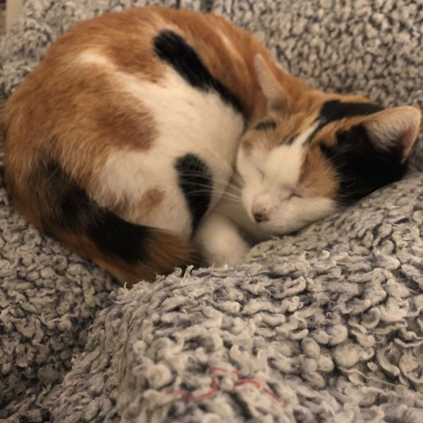 Lappie, Lizzy uit Rijswijk zoekt een Kattenoppas