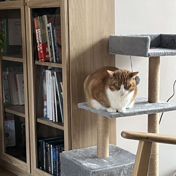 Lola Lilly uit Nieuwkoop zoekt een Kattenoppas