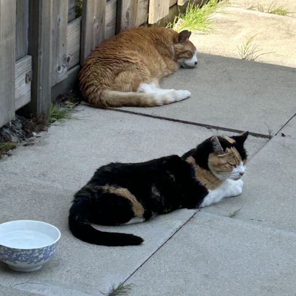 Skippy uit Nieuwerkerk Aan Den Ijssel zoekt een Kattenoppas
