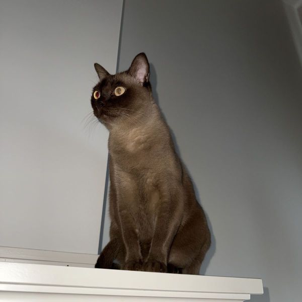 Bailey, Sokje uit Den Haag zoekt een Kattenoppas