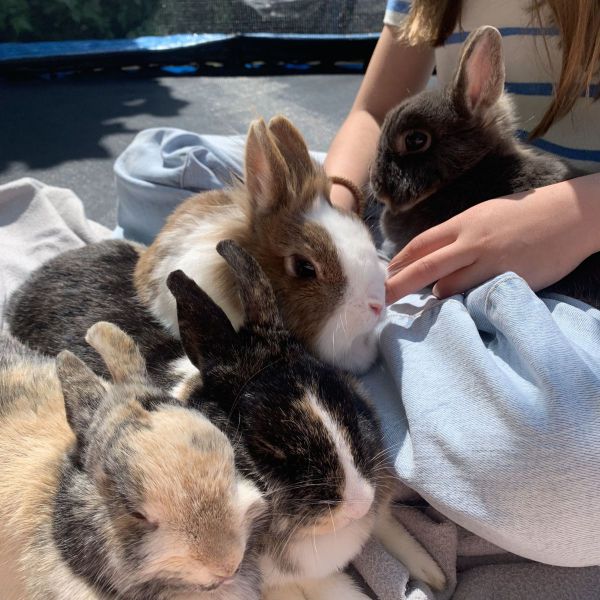 fudge cookie lily teddy muis uit Veenendaal zoekt een Knaagdierenoppas