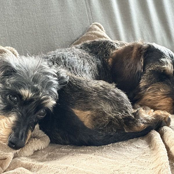 Bobbi, Guus uit Hilversum zoekt een Hondenoppas