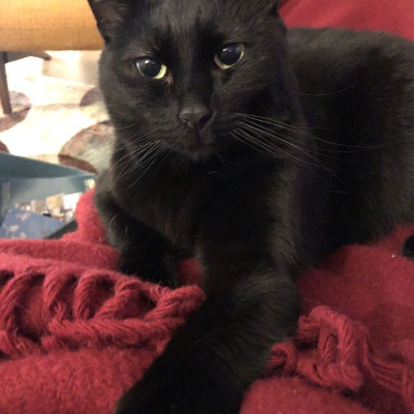 Tommy, Tommy uit Breda zoekt een Kattenoppas