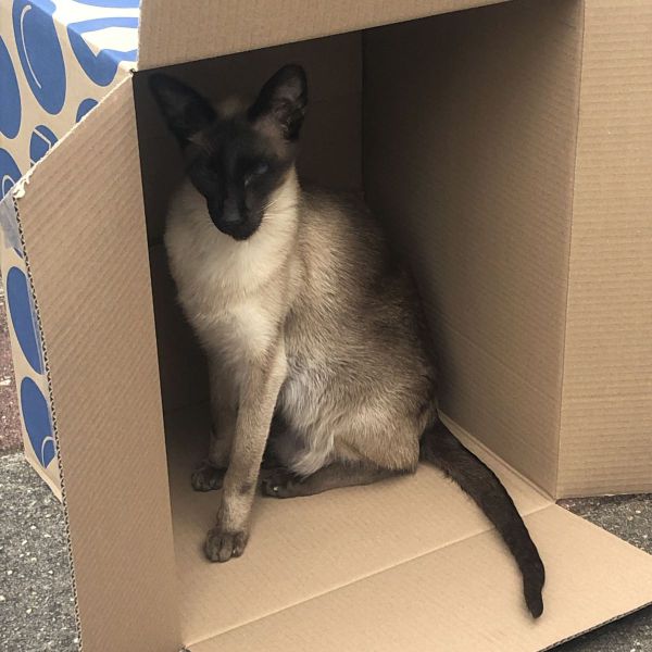 Newton uit Zeist zoekt een Kattenoppas
