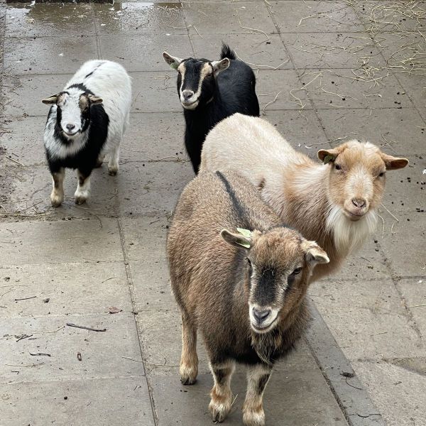 Geit Pip en vriendjes, Bram, Kato uit Dordrecht zoekt een huisdierenoppas