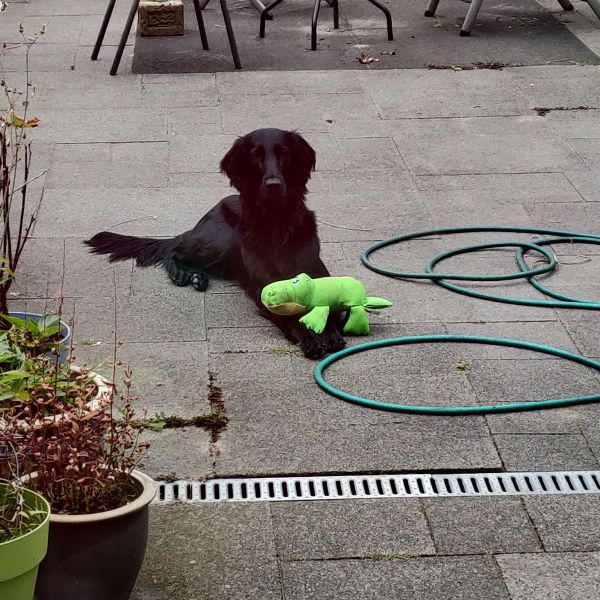 Xena uit Bergen Op Zoom zoekt een Hondenoppas