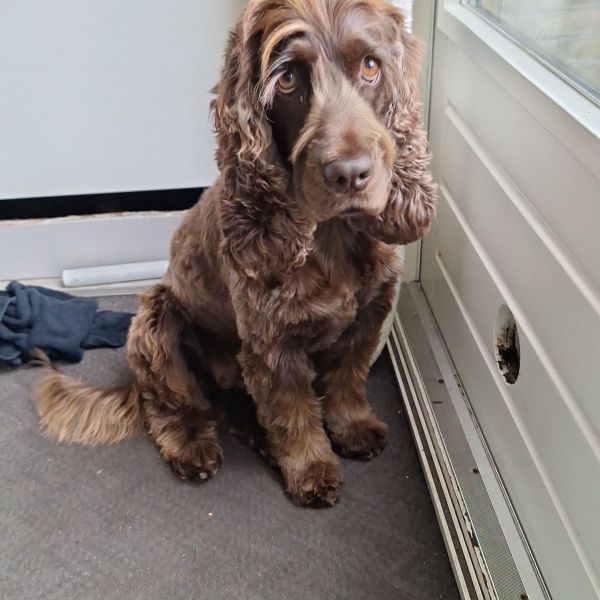 Jet uit Krimpen Aan De Lek zoekt een Hondenoppas