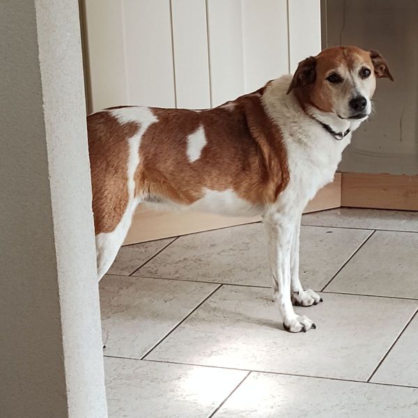 Abby, turbo en june, Mazzel uit Poortugaal zoekt een huisdierenoppas