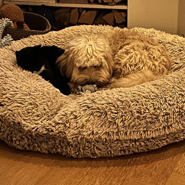 Moos uit Waalwijk zoekt een Hondenoppas