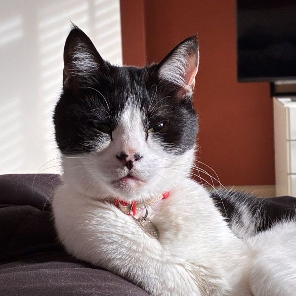 Monty uit Capelle Aan Den Ijssel zoekt een Kattenoppas