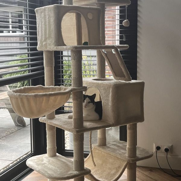Puck uit Dinxperlo zoekt een Kattenoppas