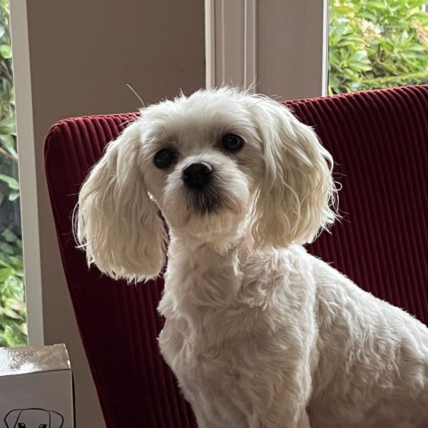 Binti uit Helmond zoekt een Hondenoppas