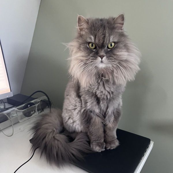 Indy, Roos, Fleur uit Barendrecht zoekt een Kattenoppas