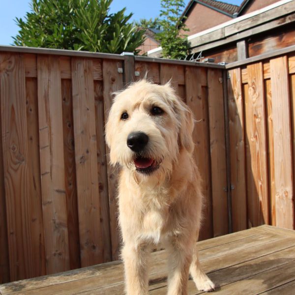 Buddy uit Zoetermeer zoekt een Hondenoppas