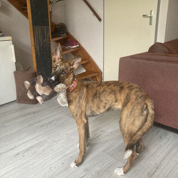 Luna uit Schiedam zoekt een Hondenoppas