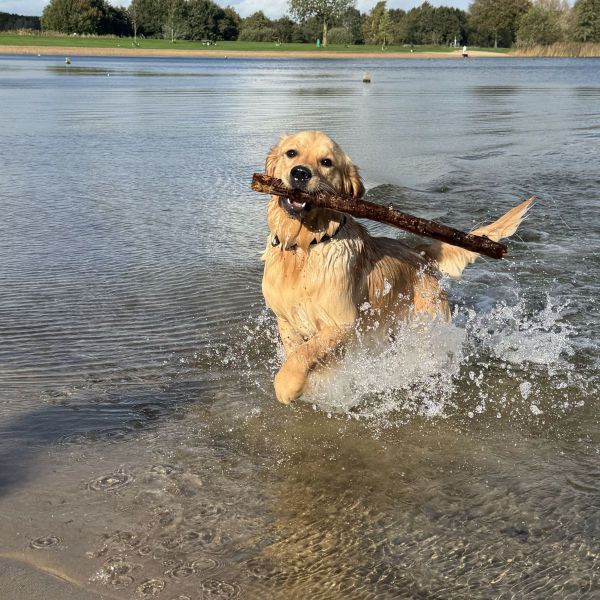 Pepper uit Zwolle zoekt een Hondenoppas