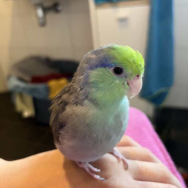 Olaf uit Ermelo zoekt een Vogeloppas