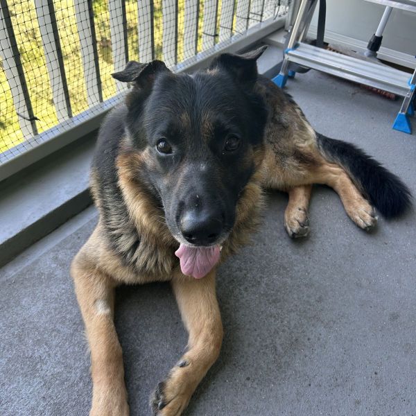 Ragnar uit Arnhem zoekt een Hondenoppas
