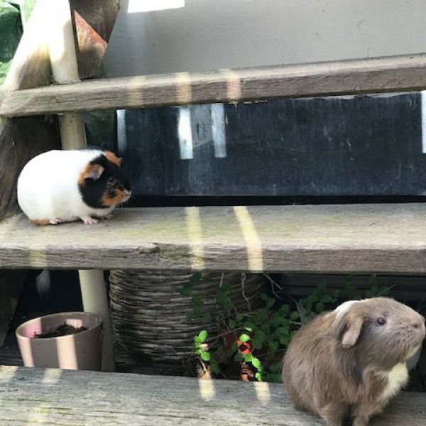 Pipou & Gabolie uit Amsterdam zoekt een Knaagdierenoppas