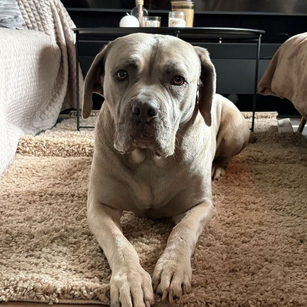 Rosie uit Zeeland zoekt een Hondenoppas