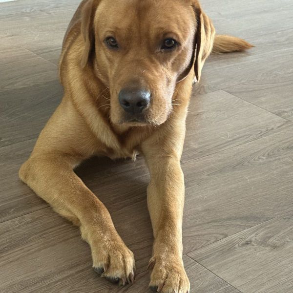 Spencer en kornuiten uit Oudehaske zoekt een Hondenoppas