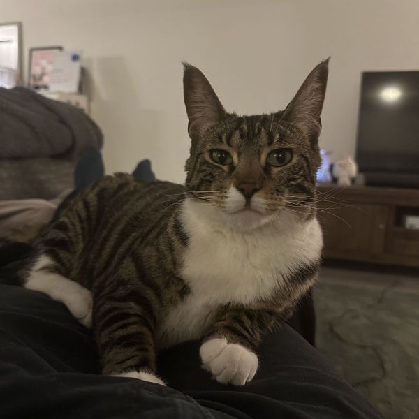 Lily uit Heemskerk zoekt een Kattenoppas