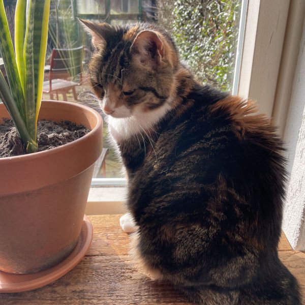 Scotty uit Bavel zoekt een Kattenoppas