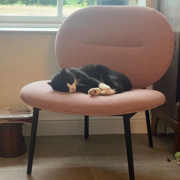 Binkie uit Diepenheim zoekt een Kattenoppas