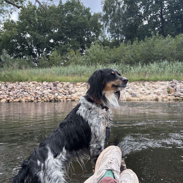 Molly uit Rheden zoekt een Hondenoppas