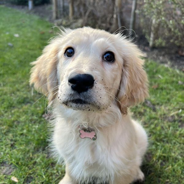 Roxy uit Woudenberg zoekt een Hondenoppas