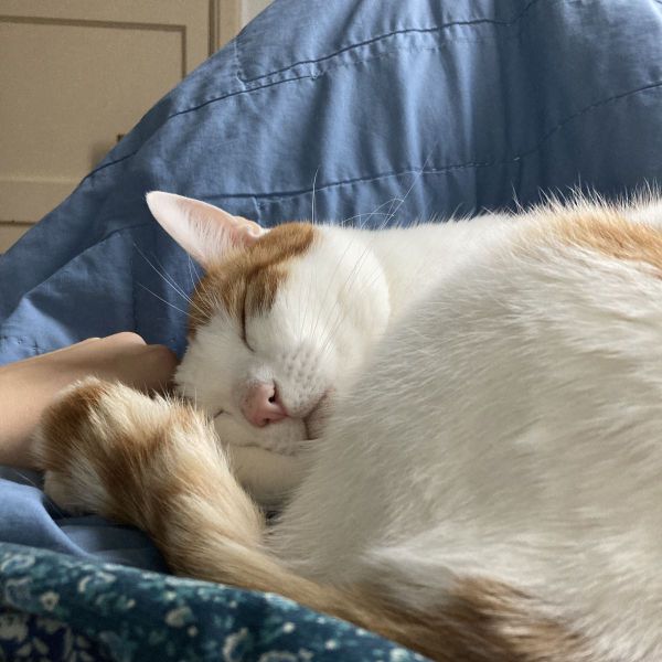 James, Nala uit Amsterdam zoekt een Kattenoppas