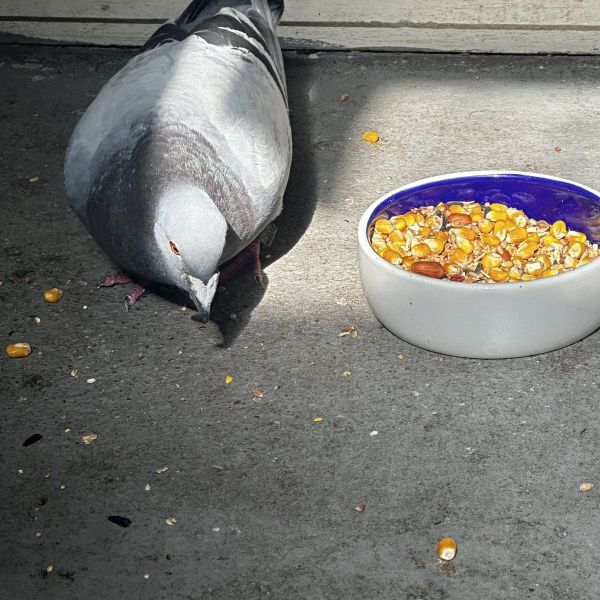 Bollie uit Zwanenburg zoekt een Vogeloppas
