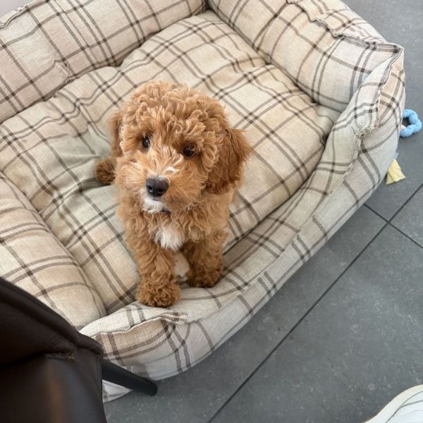 Bobby, Puck, Jip uit Lemmer zoekt een Hondenoppas
