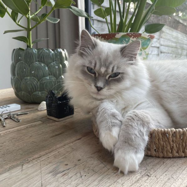 Beer uit Bloemendaal zoekt een Kattenoppas