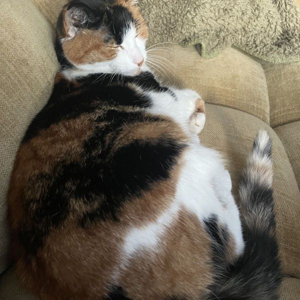 Yulu uit Amersfoort zoekt een Kattenoppas