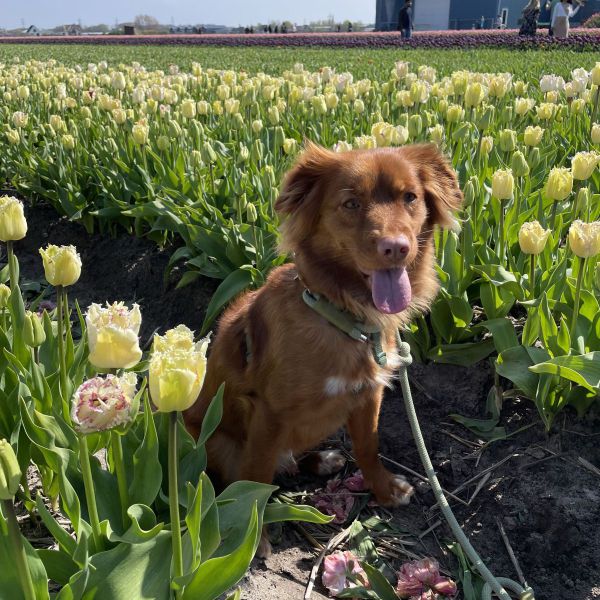 Holly, Koobie uit Hilversum zoekt een huisdierenoppas