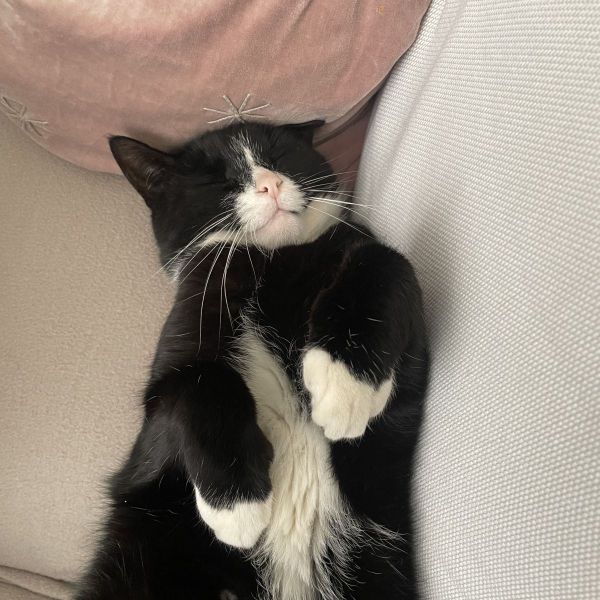 Piet uit Culemborg zoekt een Kattenoppas