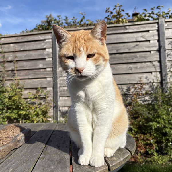 Mika uit Koudekerke zoekt een Kattenoppas