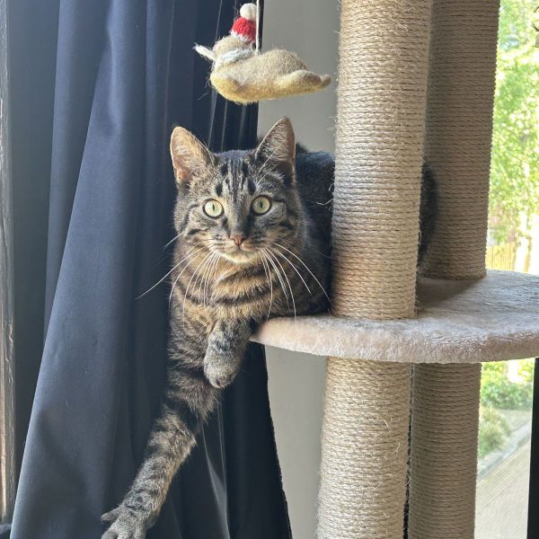 Binky, Kippetje uit Apeldoorn zoekt een Kattenoppas