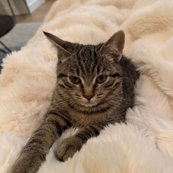 Tommy uit Heemstede zoekt een Kattenoppas