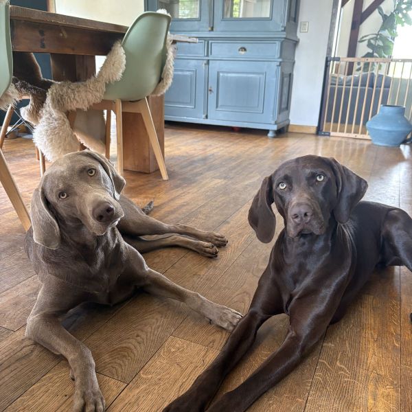 Ollie (links), Pien (rechts) uit Heerde zoekt een Hondenoppas